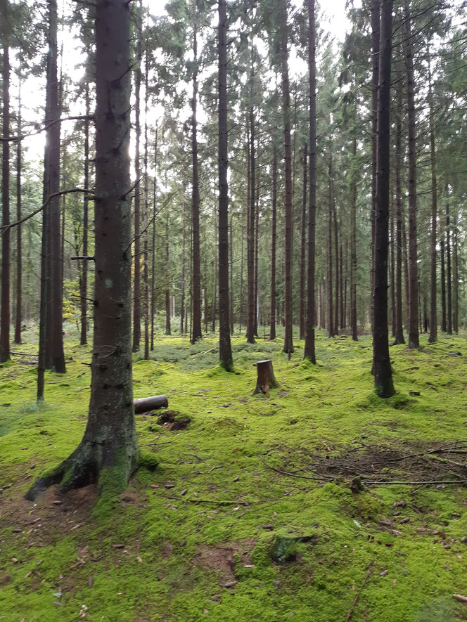 Waldgut Sunde mit Naturlehrpfad