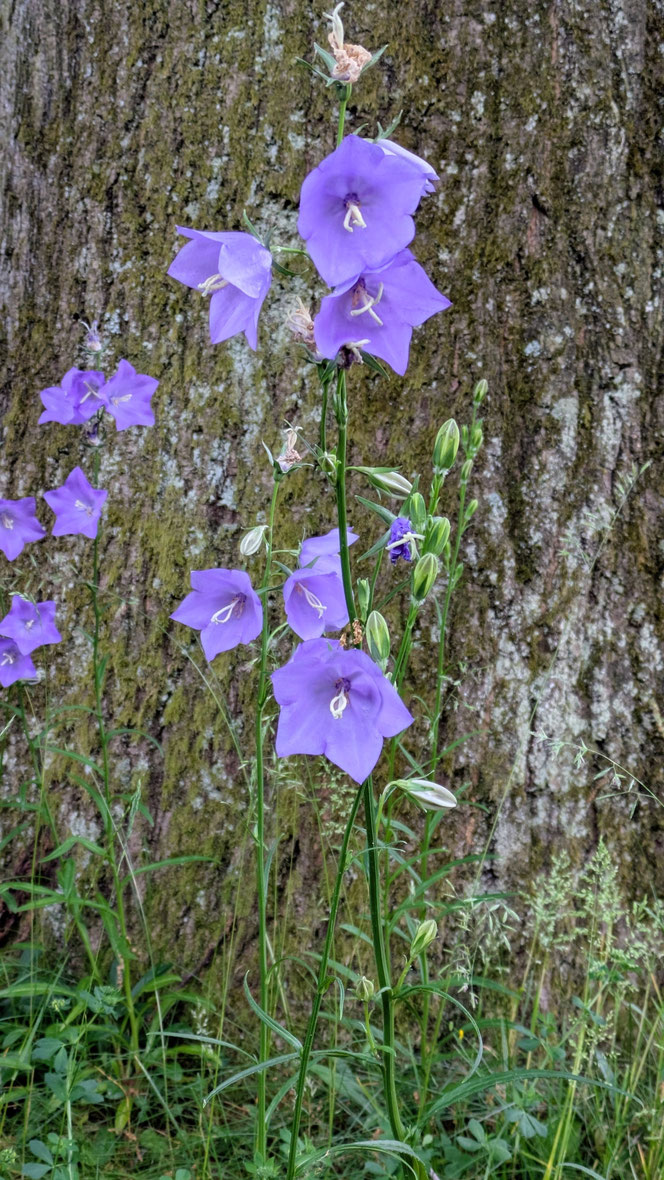 Glockenblume