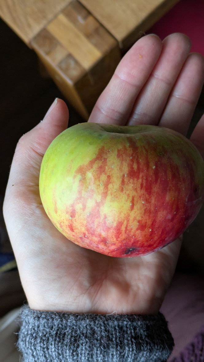 Apfelsaft selber machen, Streuobstwiese, alte Apfelsorten, alte Saftpresse