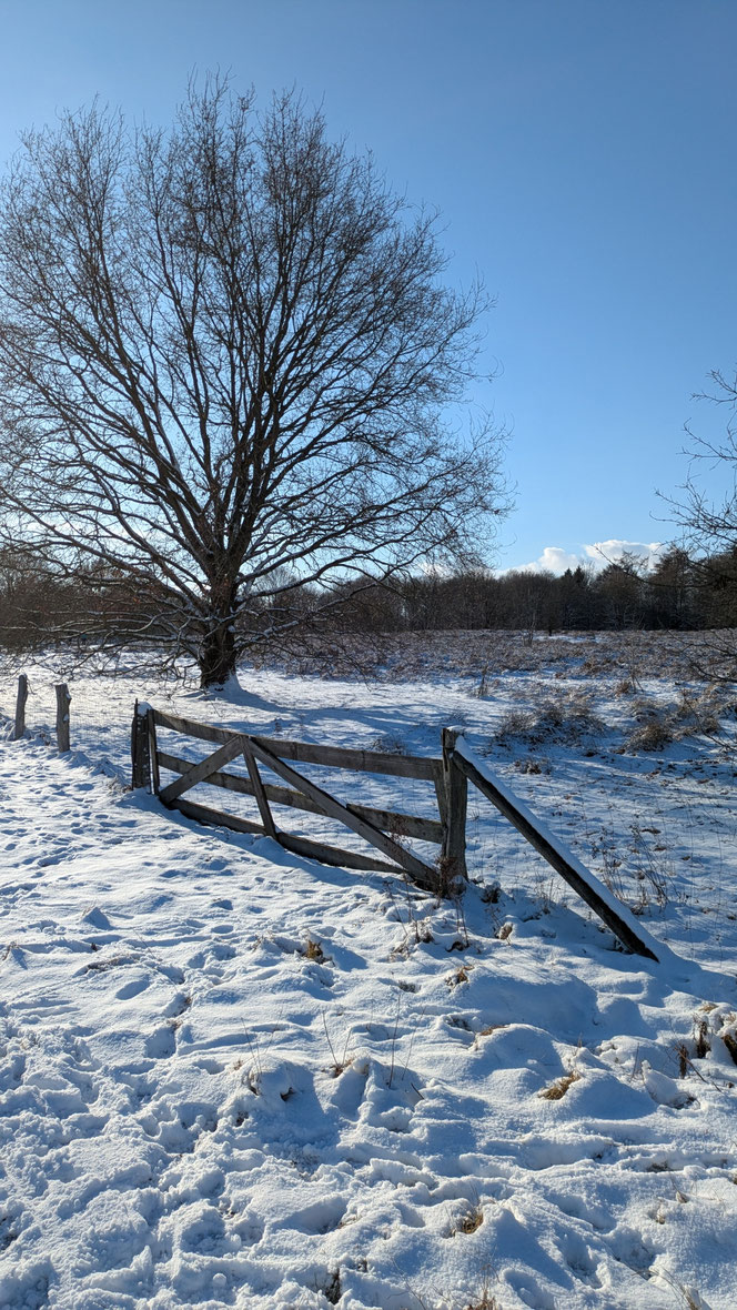 Barger Heide, Heide im Schnee, Schneelandschaft