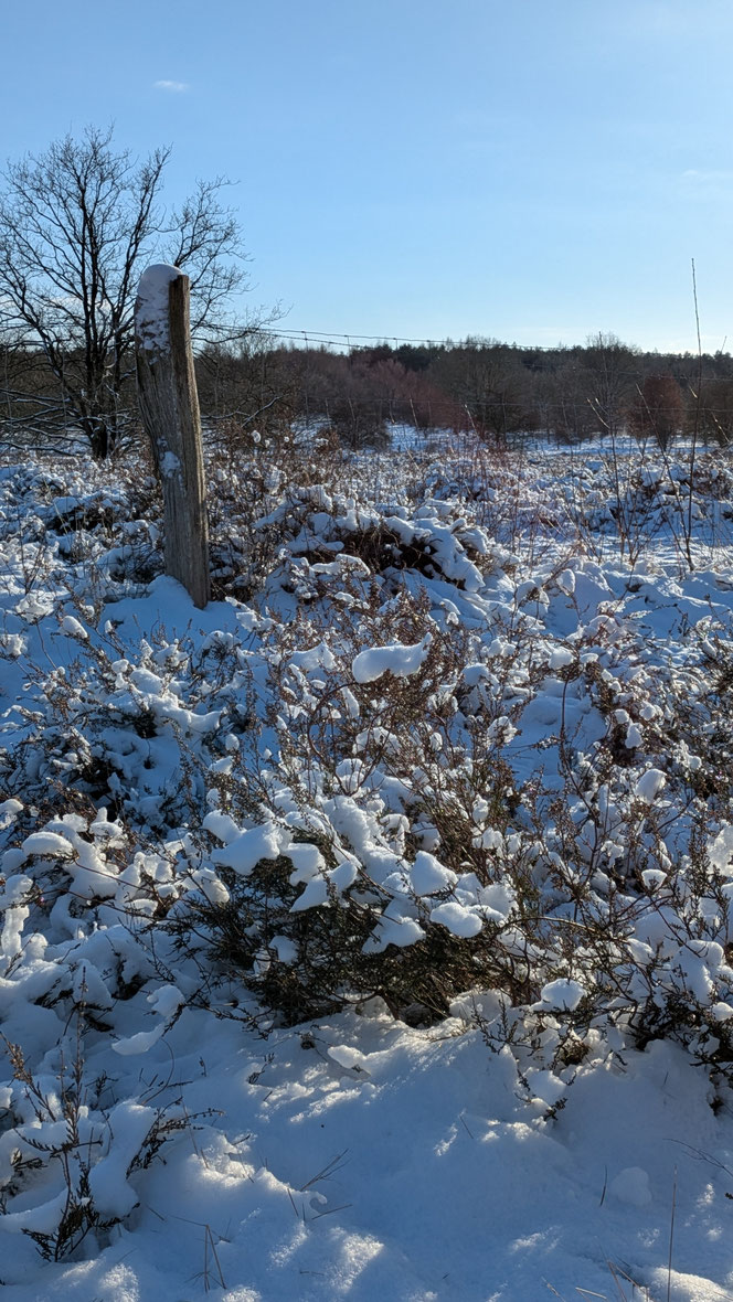 Barger Heide, Heide im Schnee, Schneelandschaft