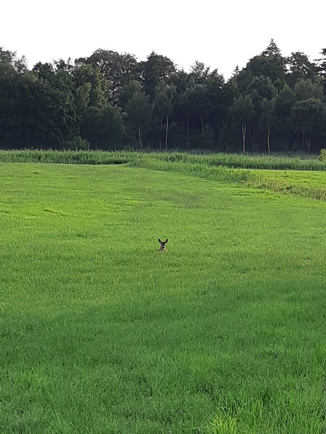 Begegnung mit Bambi neulich beim Abendspaziergang...