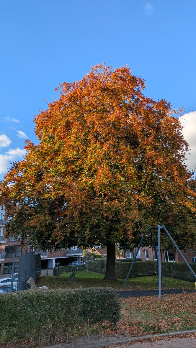 Blutbuche von meinem Haus - jetzt rotkupfergolden...