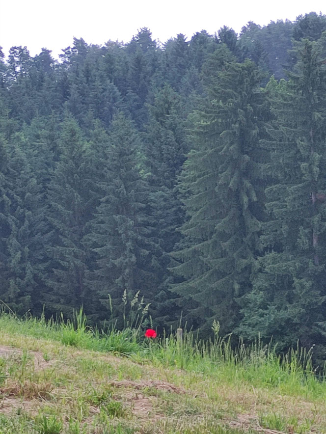 Waldrand mit dichtem Nadelwald im Hintergrund; im Vordergrund eine Wiese mit einer einzelnen roten Blume.