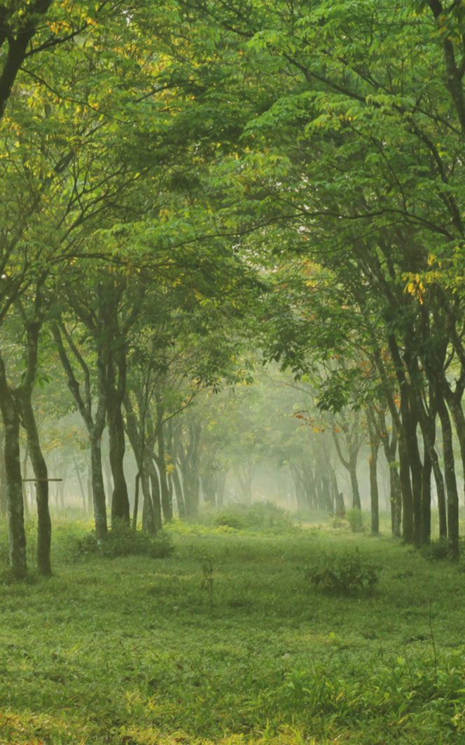 Baumallee in einem grünen Wald; feiner Nebel zwischen den Stämmen, Blick in die Tiefe des Waldes.