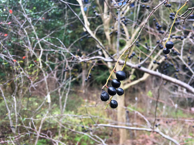 秋　木の実　山野草　里山　ナツハゼ