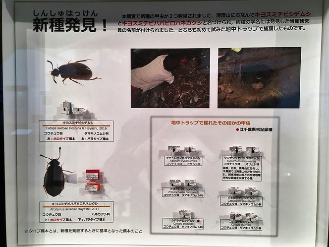 千葉　昆虫　新種　キヨスミチビシデムシ　地中トラップ