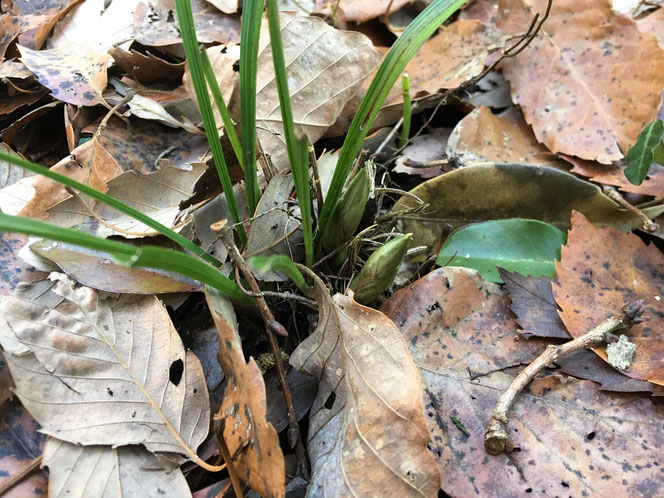 米沢の森　シュンラン