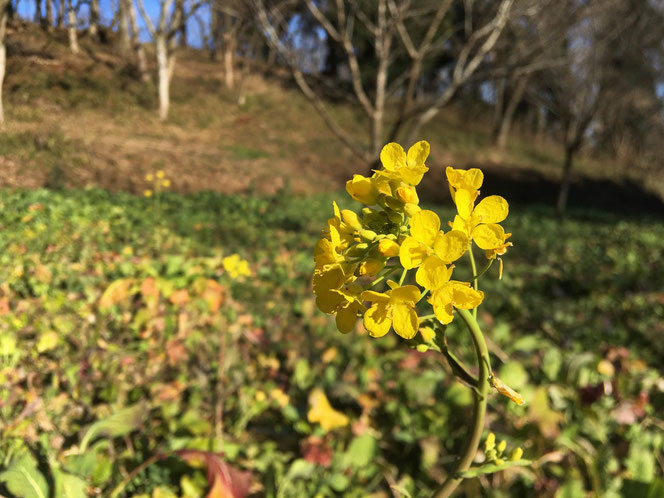 米沢の森　おじゅうはっちゃ　桜房　菜の花