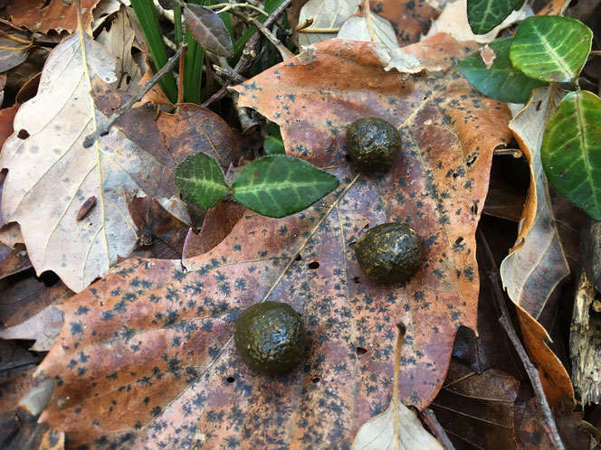 米沢の森　ノウサギ