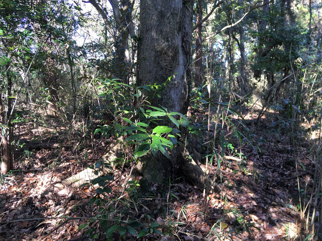 米沢の森　中野台城