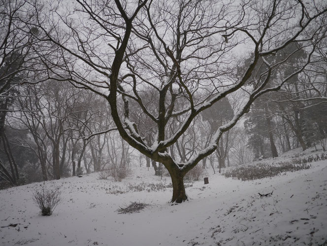米沢の森　おじゅうはっちゃ　冬　雪