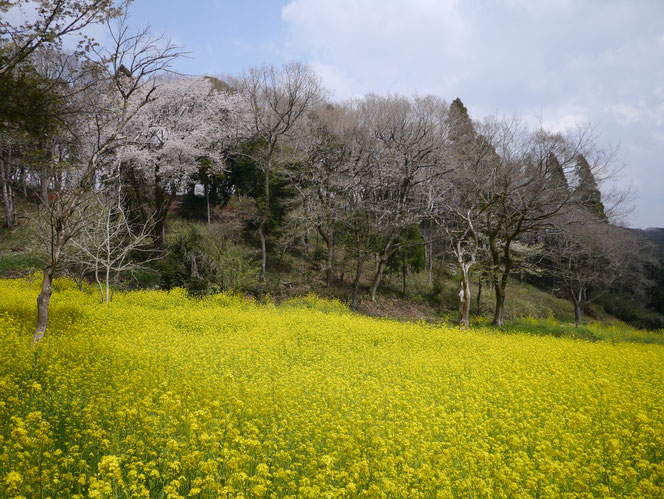 米沢の森　菜の花　桜