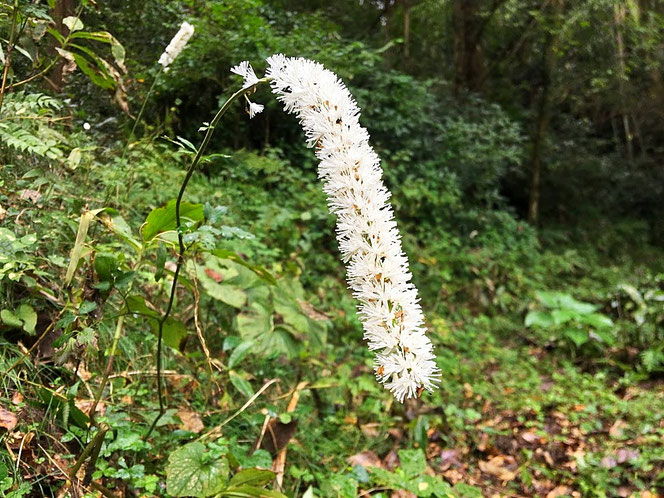 サラシナショウマ