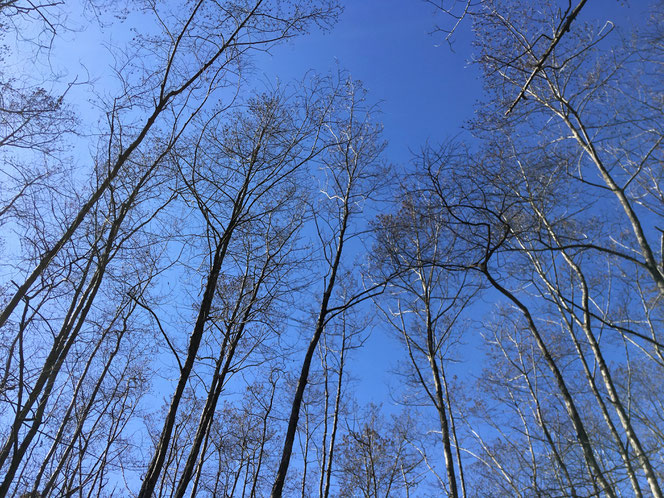 米沢の森　湿地　ハンノキ