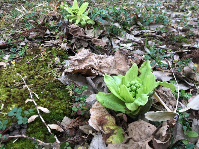 フキ　ふきのとう　蕗　山菜