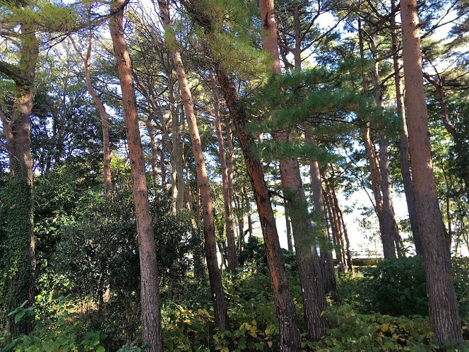 国分寺中央公園　赤松　アカマツ