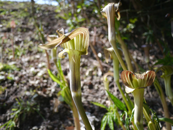 ヒガンマムシグサ　千葉　野草