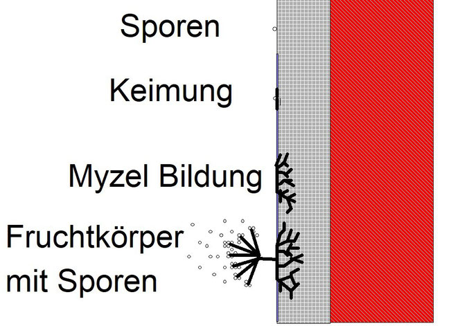 Grafik: Schote