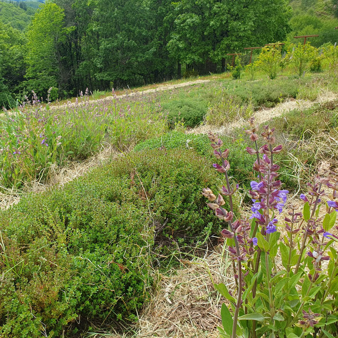 Culture bio, nature et progrès, frênette - Alavostra