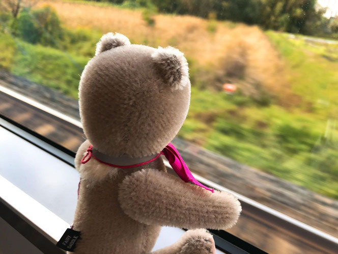 fairysaddle teddybear