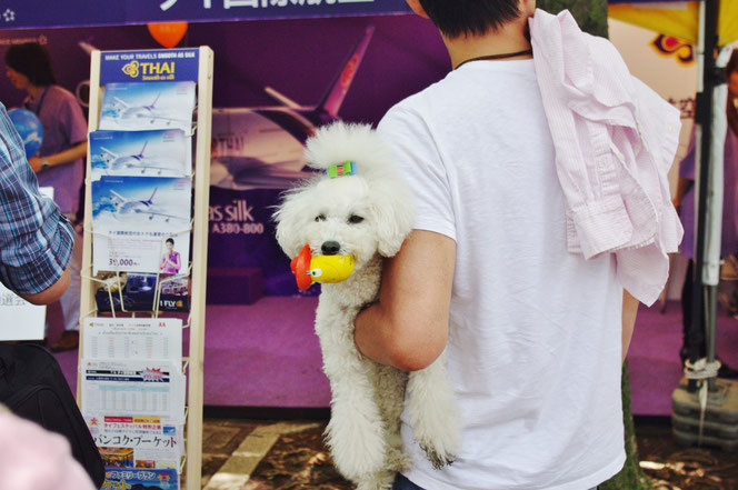 タイフェス会場のかわいい犬「ワンちゃん」。「第14回 タイ・フェスティバル2013年 東京・代々木」の会場写真