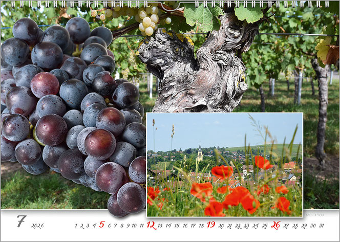 Über das ganze Motiv ist ein verknöcherter alter Weinstock mit dunkelblauen Beeren. In einem Rechteck mit weißem Rand ist rechts unten die Ansicht von Flein hinter einem Mohnteppich. Unten ist in einem weißen Feld das Kalendarium.