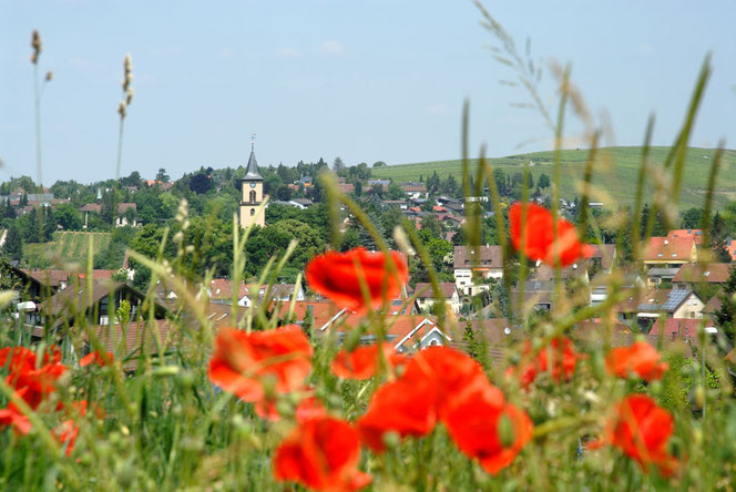 In der unteren waagrechten Bildhälte sieht man unscharfe Gräser und Mohnblüten. In der oberen Hälfte sieht man auf den Fleiner Kirchturm und auf Weinberge rechts. Es ist keine Wolke am blauen Himmel.