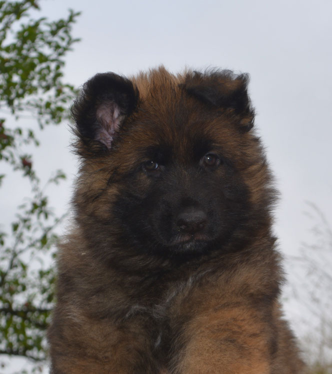 Rusty, 7 Wochen alt