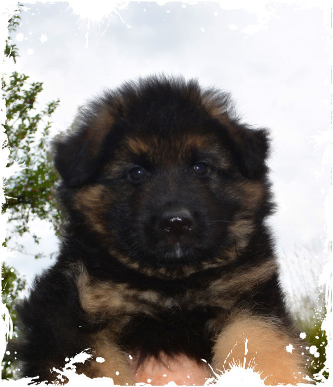 Quebec-Bailey, 7 Wochen alt