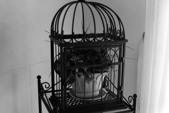 Fomapan 400
