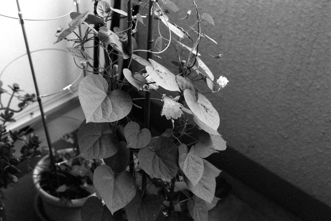 Fomapan 400