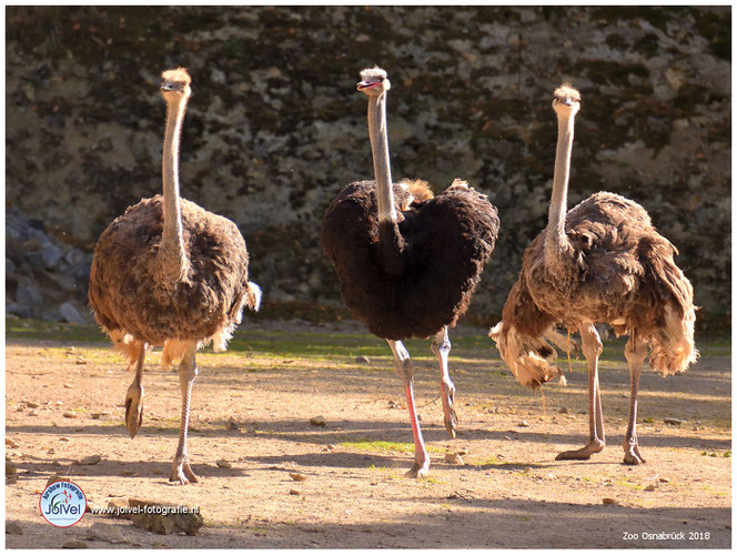 Zoo Osnabrück