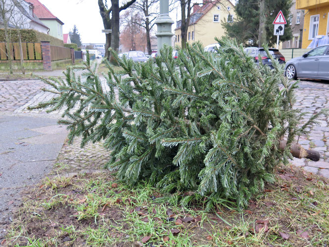 Viele Weihnachtsbäume landen gerade am Straßenrand. Morgen und nächsten Samstag sammelt die BSR sie ein.