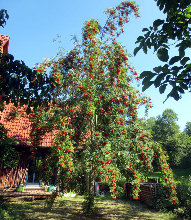 Obwohl 2020, wegen den Spätfrösten, ein sehr schlechtes Obstjahr bei uns war - keine Stachel- und Johannisbeeren, keine Äpfel, Birnen oder Walnüsse - trug unsere Mährische Eberesche wie noch nie. So gibt es Vogelbeermarmelade und -chutney in rauen Mengen.