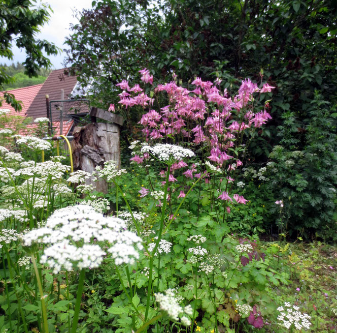 Auch ein paar Ausflüge in interessante Gärten habe ich unternommen. Dieser führte mich in den Garten rund um den Schlossberghof auf die Radspitze in der Nähe von Marktrodach. Im Naturgarten der Familie Martini sieht man, wie herrlich der Giersch blüht!