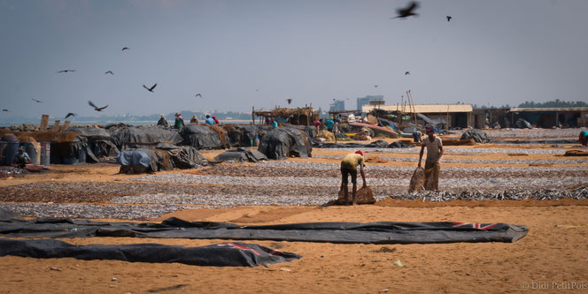 pêche Sri Lanka