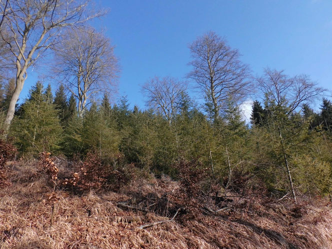 Stark aufgelichteter, mit Douglasien unterpflanzter und damit degradierter Orchideen-Buchenwald im „Dalwigker Holz“ bei Korbach – eine Verschlechterung des Lebensraumes sowie ein Verstoß nach nationalem Naturschutzrecht (Foto: N. Panek).