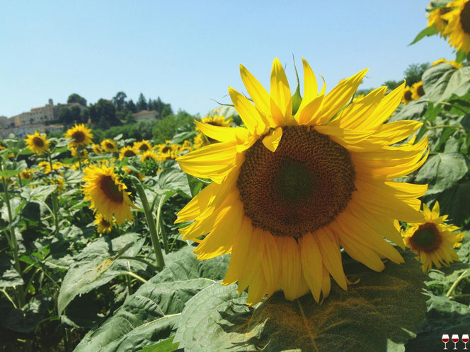 Torgiano, Itinerari di vino. Umbria, Italy. Foto Blog Etesiaca