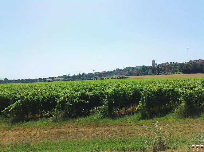 Torgiano, Itinerari di vino. Umbria, Italy. Foto Blog Etesiaca