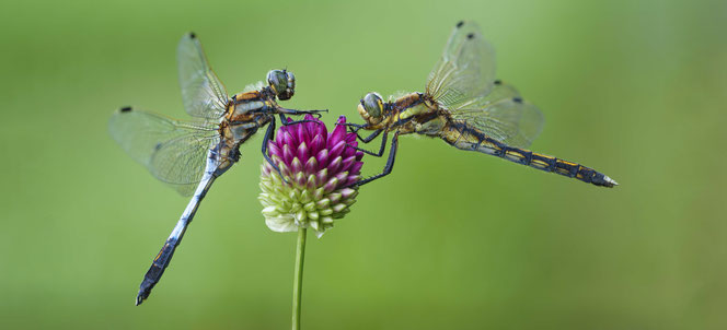 GRAU Onlineshop https://www.shop.foto-optik-grau.ch Kameras Objektive Drohnen Feldstecher Spektive Top Preise 6300 Zug Foto-Optik Grau https://www.foto-optik-grau.ch Sony FE 70-200mm F4 Macro G OSS II