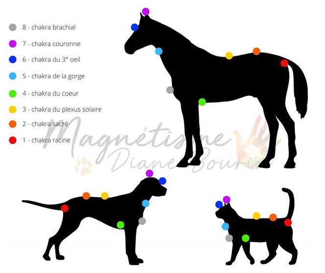 Schéma des chakras des animaux. Chakras du cheval, chakras du chien et chakras du chat.