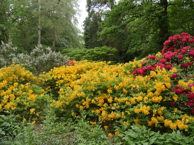 Gartenreise England Sehenswürdigkeiten Dottington Place and Gardens