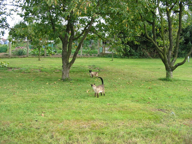 2010 Karlchen und Jade im Garten