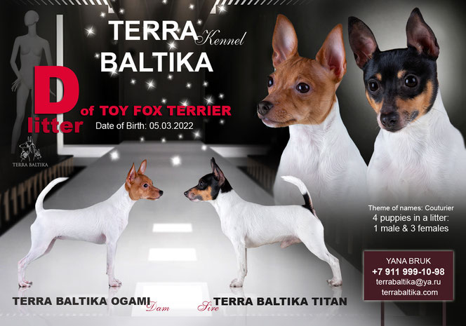 купить щенка американского той фокстерьера, американский той фокстерьер питомник в спб, toy fox terrier, Terra Baltika, terra baltika, Терра Балтика, терра балтика
