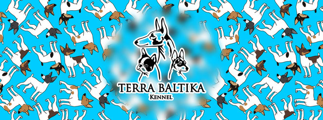 toy fox terrier, Terra Baltika, terra baltika, amertoy, American toy fox terrier, kennel toy fox terrier, puppies toy fox terrier, puppy toy fox terrier, yana bruk
