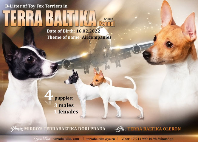 купить щенка американского той фокстерьера, американский той фокстерьер питомник в спб, toy fox terrier, Terra Baltika, terra baltika, Терра Балтика, терра балтика