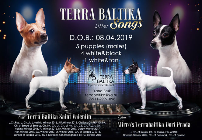 #тойфокстерьер #амертой #террабалтика #toyfoxterrier #terrabaltika #puppies #kennel