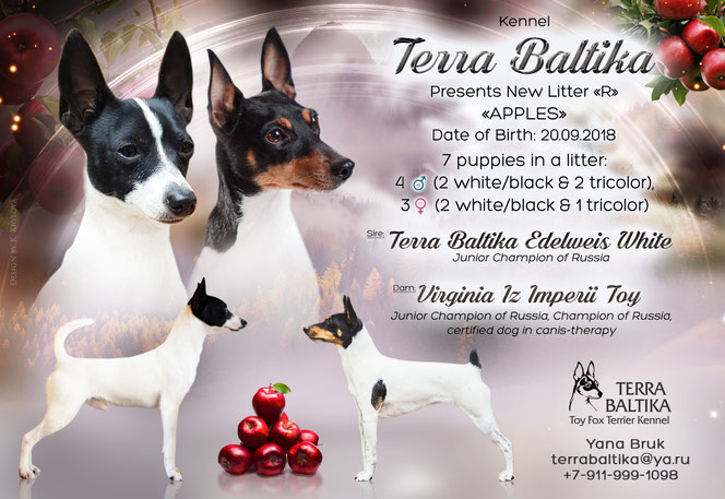 #тойфокстерьер #амертой #террабалтика #toyfoxterrier #terrabaltika #puppies #kennel