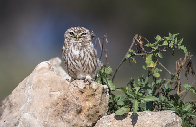 Foto: Michael Gerber, birds-online.ch
